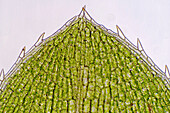 Elodea canadensis leaf cells, light micrograph