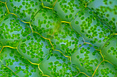 Elodea canadensis leaf cells, polarised light micrograph