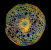 Elodea canadensis stalk tissues, polarised light micrograph