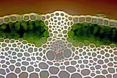 Grass stalk tissues, polarised light micrograph