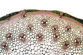 Grass stalk with vascular bundles, polarised micrograph