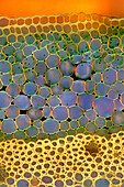Plantain lily (Hosta sp.) stalk, light micrograph