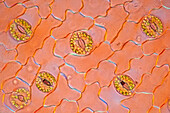 Plantain lily stomata, polarised light micrograph