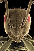 Head of the garden ant, Lasius niger