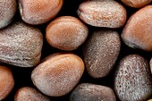 Radish seeds, macrophotograph