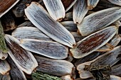 Achillea millefolium seeds, macrophotograph