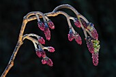 Common alder (Alnus glutinosa) catkins