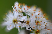Blackthorn (Prunus spinosa) blossom