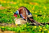 Common pheasants mating