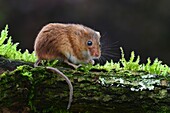 Harvest mouse (Micromys minutes soricinus)