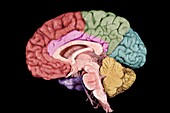 Human brain structures