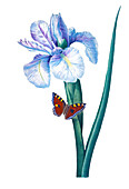 Spanish iris (Iris xiphium), 19th century illustration