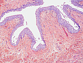 Urethra, light micrograph
