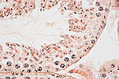 Seminiferous tubule, light micrograph