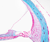 Cochlea, light micrograph
