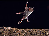 Common vampire bat taking flight