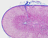 Adrenal gland, light micrograph