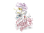 Activin A receptor type I protein, molecular model