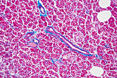Pancreas, light micrograph