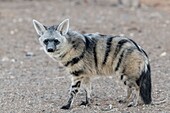 Aardwolf