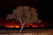 Bushfire in Etosha National Park, Namibia