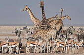 Animals at the Ozonjuitji M'Bari waterhole, Namibia