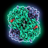 Adult human haemoglobin, molecular model