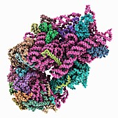 Human 40S ribosomal subunit, illustration