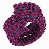 Ebola virus nucleoprotein-RNA complex, molecular model