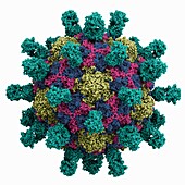 Poliovirus Type 1 Mahoney capsid, molecular model