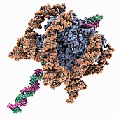 Bacteriophage Phi-29 viral genome, molecular model