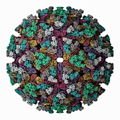 Mayaro virus capsid, molecular model
