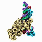 SARS-CoV-2 backtracked complex, molecular model