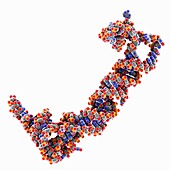 Dengue virus RNA promoter, molecular model