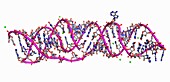 SARS-CoV-2 frameshifting pseudoknot RNA, molecular model