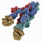 SARS-CoV-2 spike protein complex, molecular model