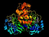 SARS-CoV-2 protease with inhibitor, molecular model