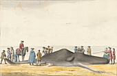Beached whale, 16th century illustration