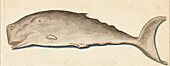 Sperm whale, 16th century illustration