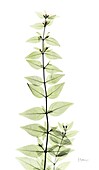 Abelia plant, X-ray