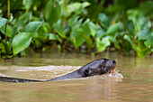 Giant river otter swimming