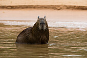 Capybara standing in a river