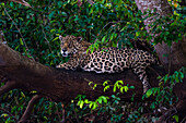 Jaguar resting on a tree branch
