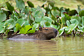 Capybara swimming in the Cuiaba River, Brazil