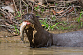 Giant otter feeding on fish