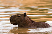 Capybara in the Cuiaba River, Brazil