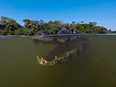 Yacare caiman underwater