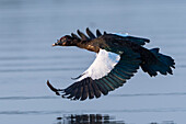 Muscovy duck in flight