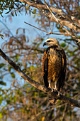 Black-collared hawk on a branch