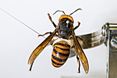 Captured Asian giant hornet